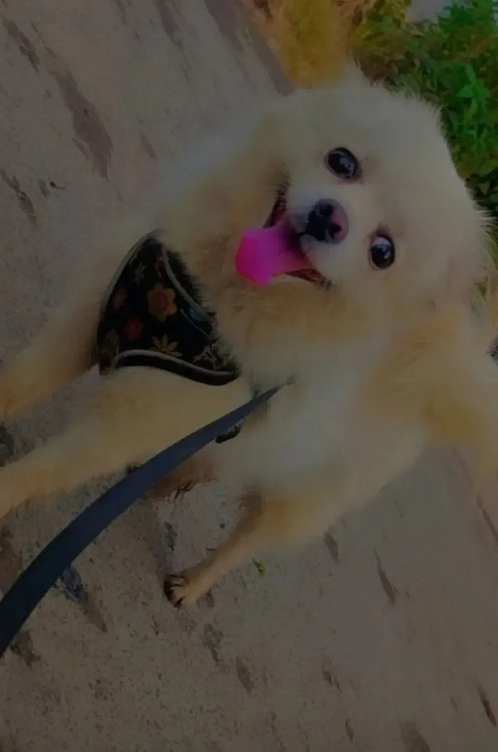 سگ  پامرماده|سگ|گرگان, |دیوار