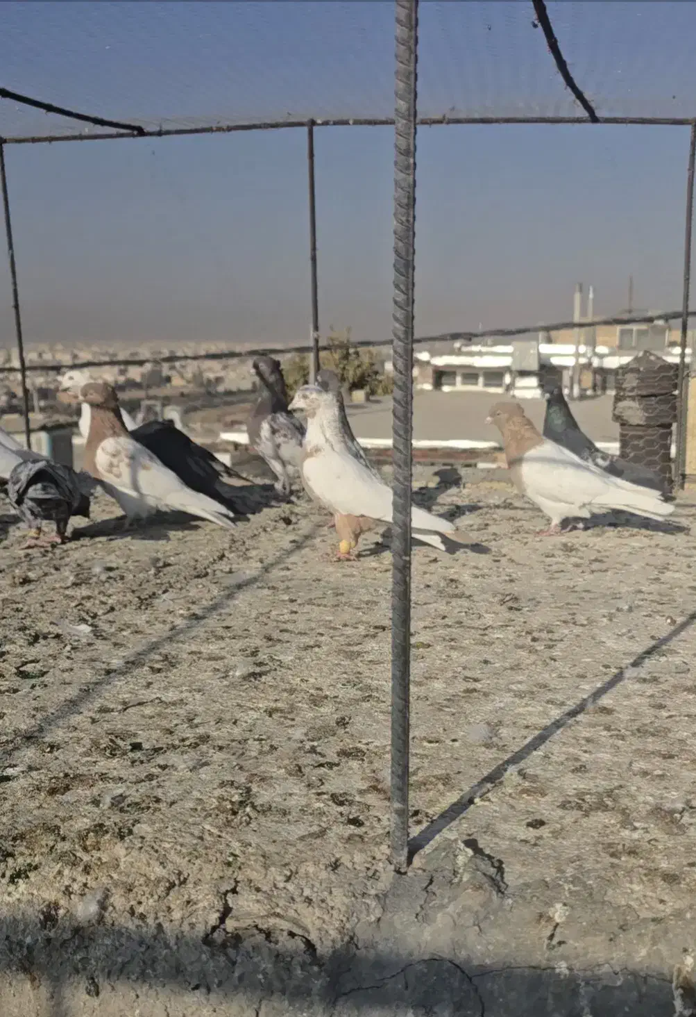 کفتر|پرنده|شیراز, تل حسینآباد|دیوار