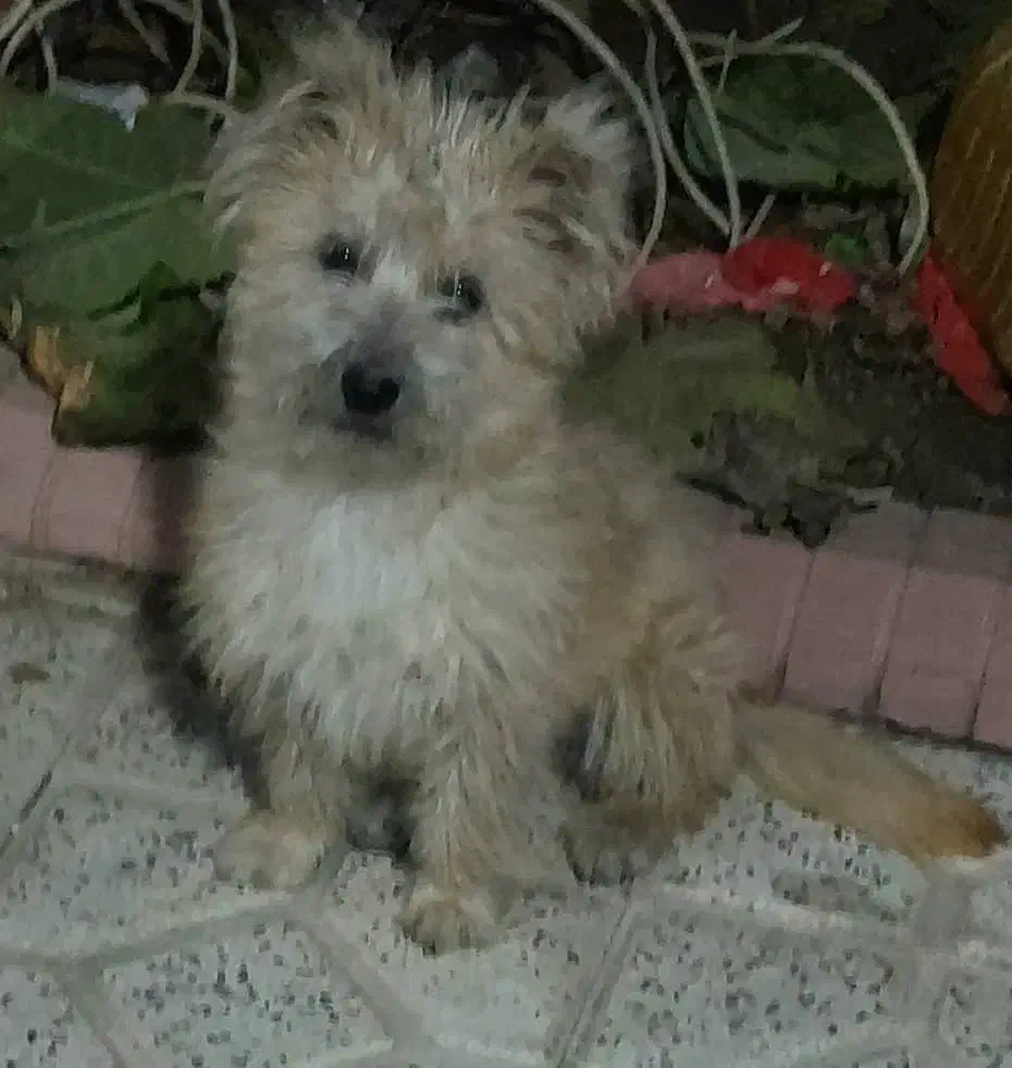 واگذاری سگ|سگ|ارومیه, |دیوار