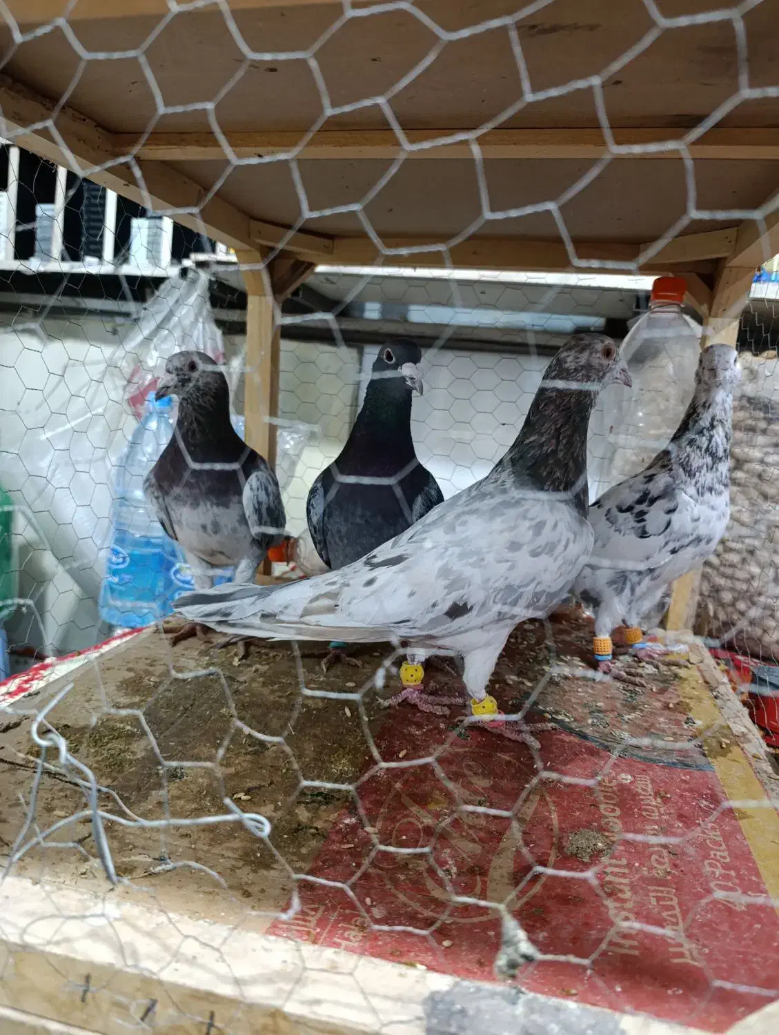 هفت رنگ همدانی|پرنده|ضیاء آباد, |دیوار