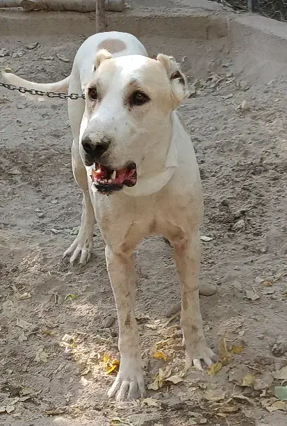 سگ نگهبان، افغان آلابای|سگ|شهریار, کردزار|دیوار