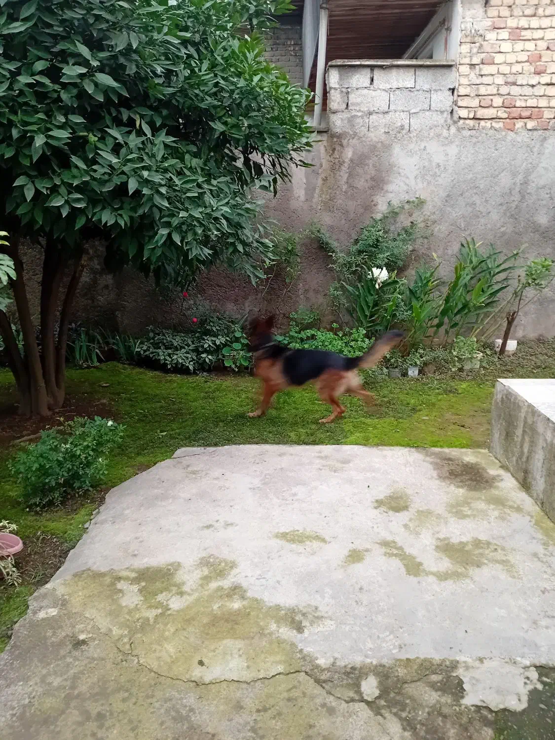 ژرمن شپرد اصیل آماده کشش|سگ|رشت, جانبازان|دیوار