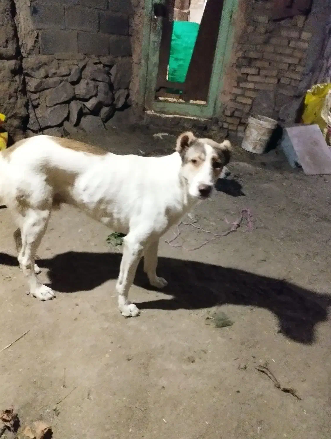 توله خراسانی|سگ|سبزوار, توحیدشهر|دیوار