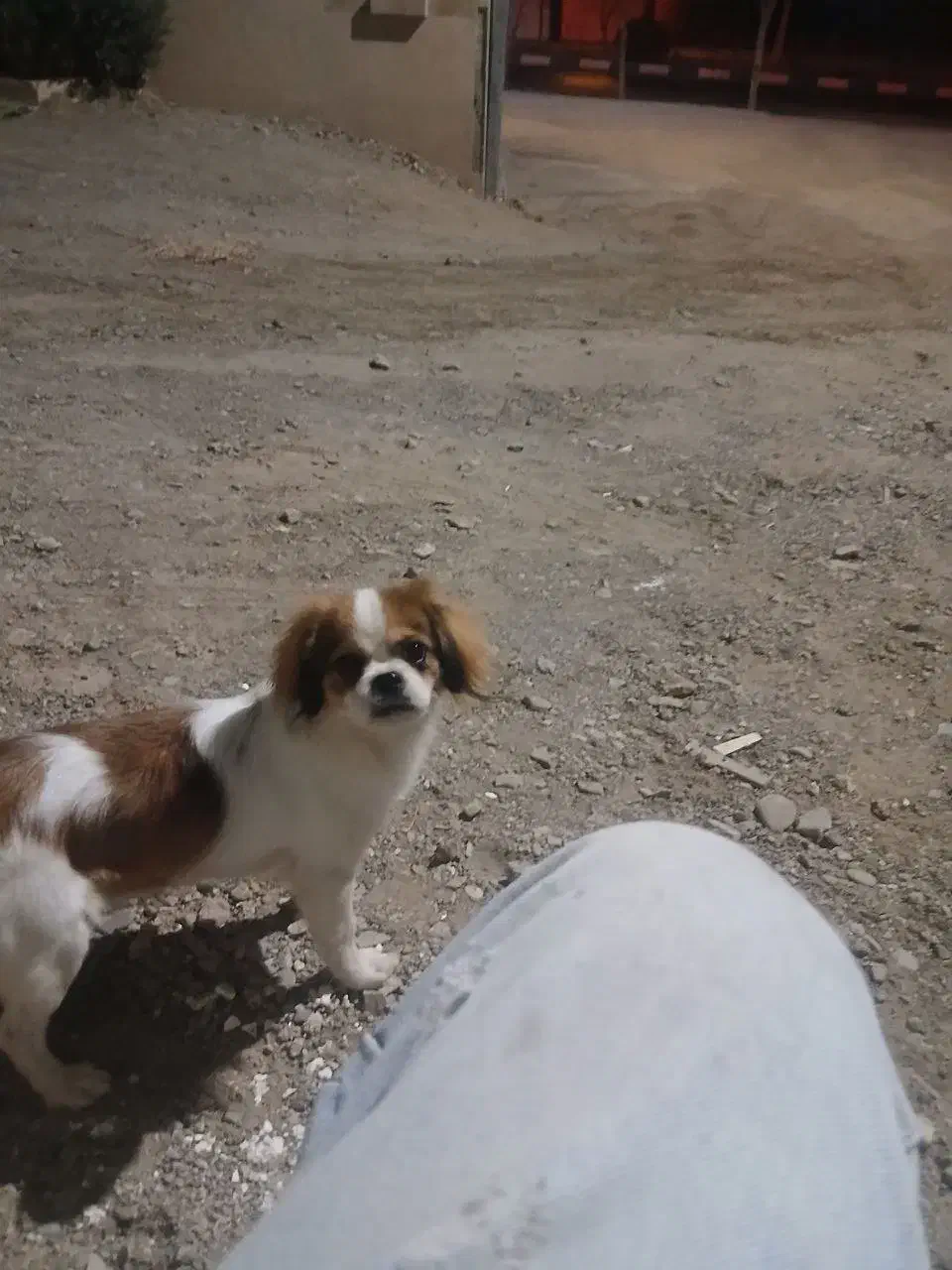 سگ پاپی شیتزو کراس|سگ|تربتحیدریه, اندیشه|دیوار