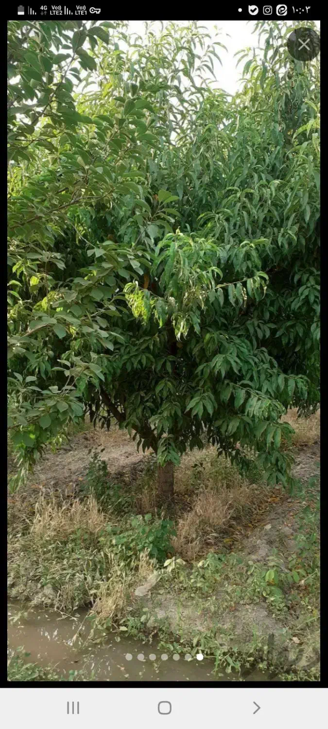 تیلرباغ|خدمات باغبانی و درختکاری|نظرآباد, نظرآباد|دیوار