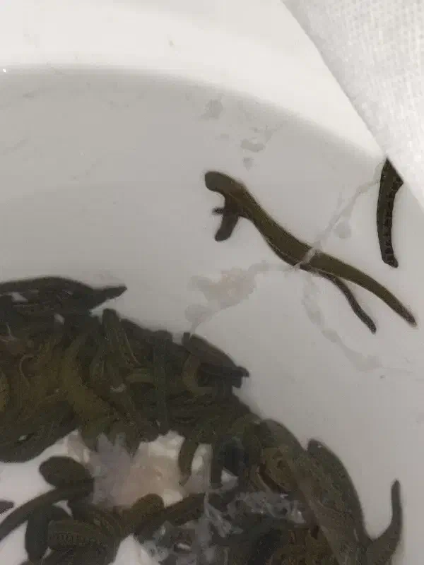 زالو  (فروش زالوی طبی  برای مصارف درمانی آرایشی)|آرایشی، بهداشتی، درمانی|ارومیه, |دیوار