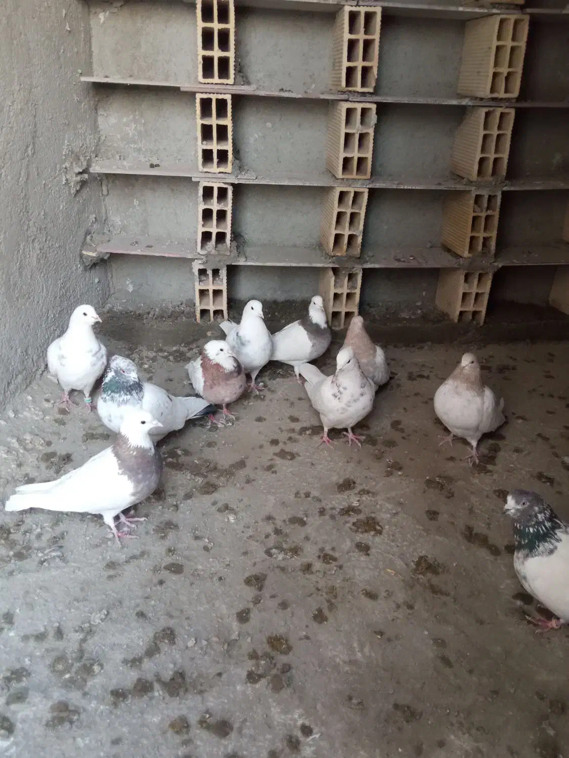 چند عدد کفتر طوقی کله دار|پرنده|کبودرآهنگ, |دیوار