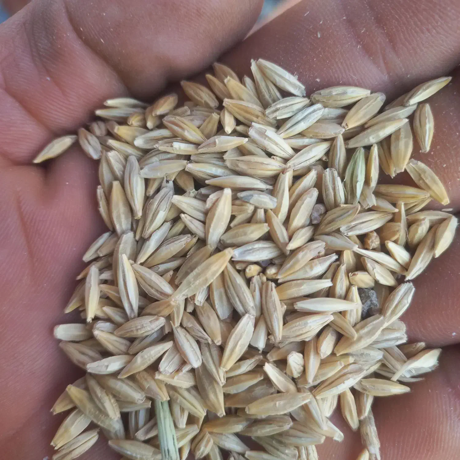 جو دیم|خوردنی و آشامیدنی|سیلاخور, |دیوار