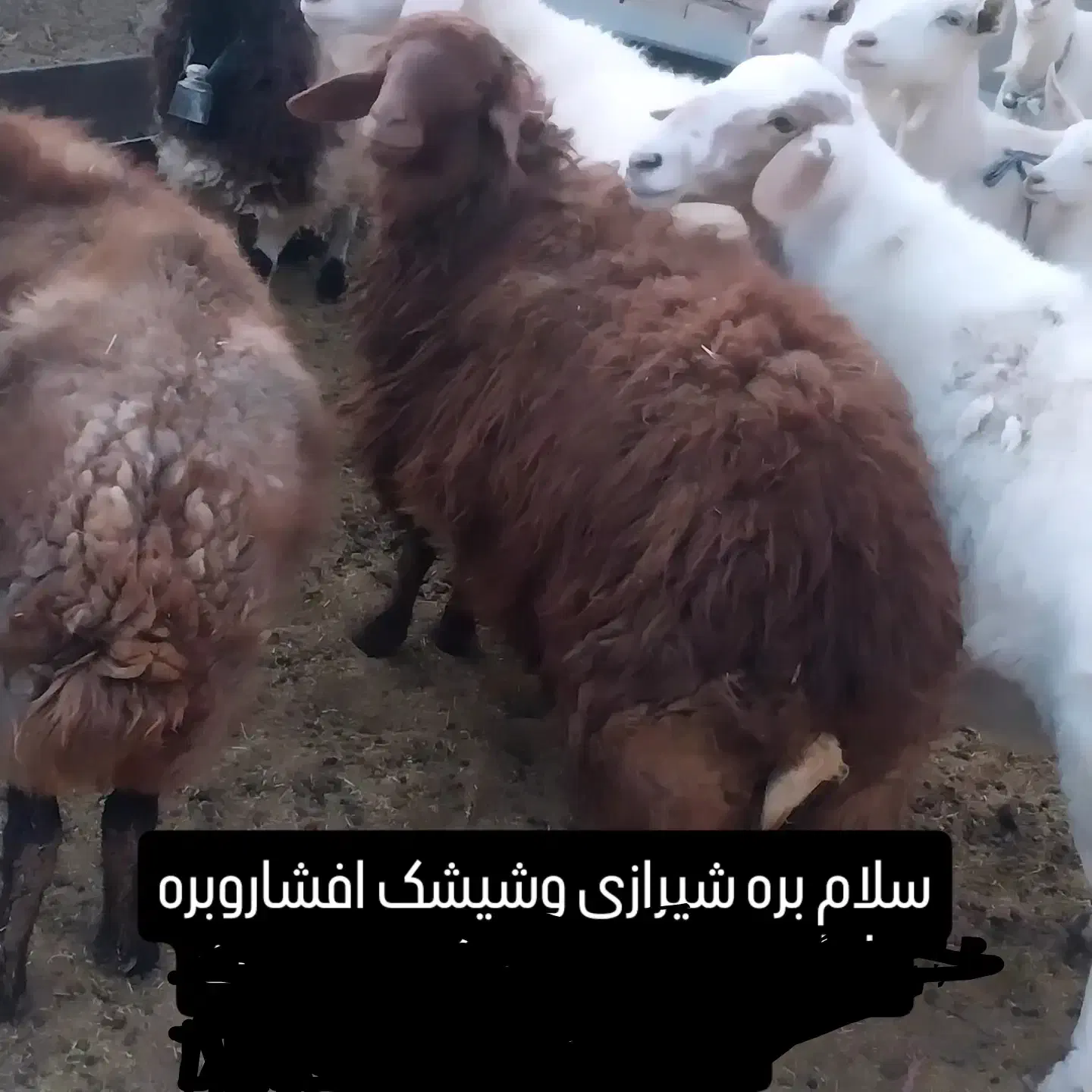 بره نرفروشی|حیوانات مزرعه|سده (خراسان جنوبی), |دیوار