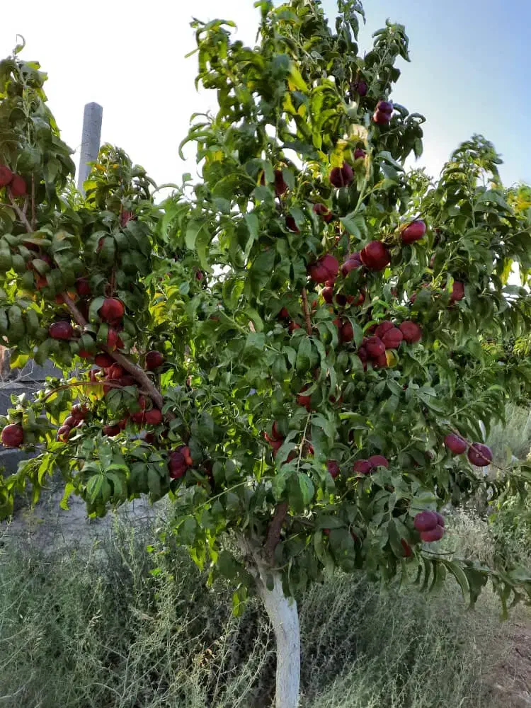 باغچه ۱۱۰۰ متری|فروش خانه و ویلا|رباط‌کریم, کاظم‌آباد|دیوار