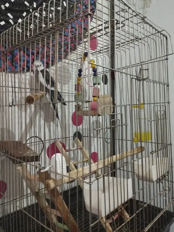 پرنده سخنگو|پرنده|محمدیه-قزوین, |دیوار