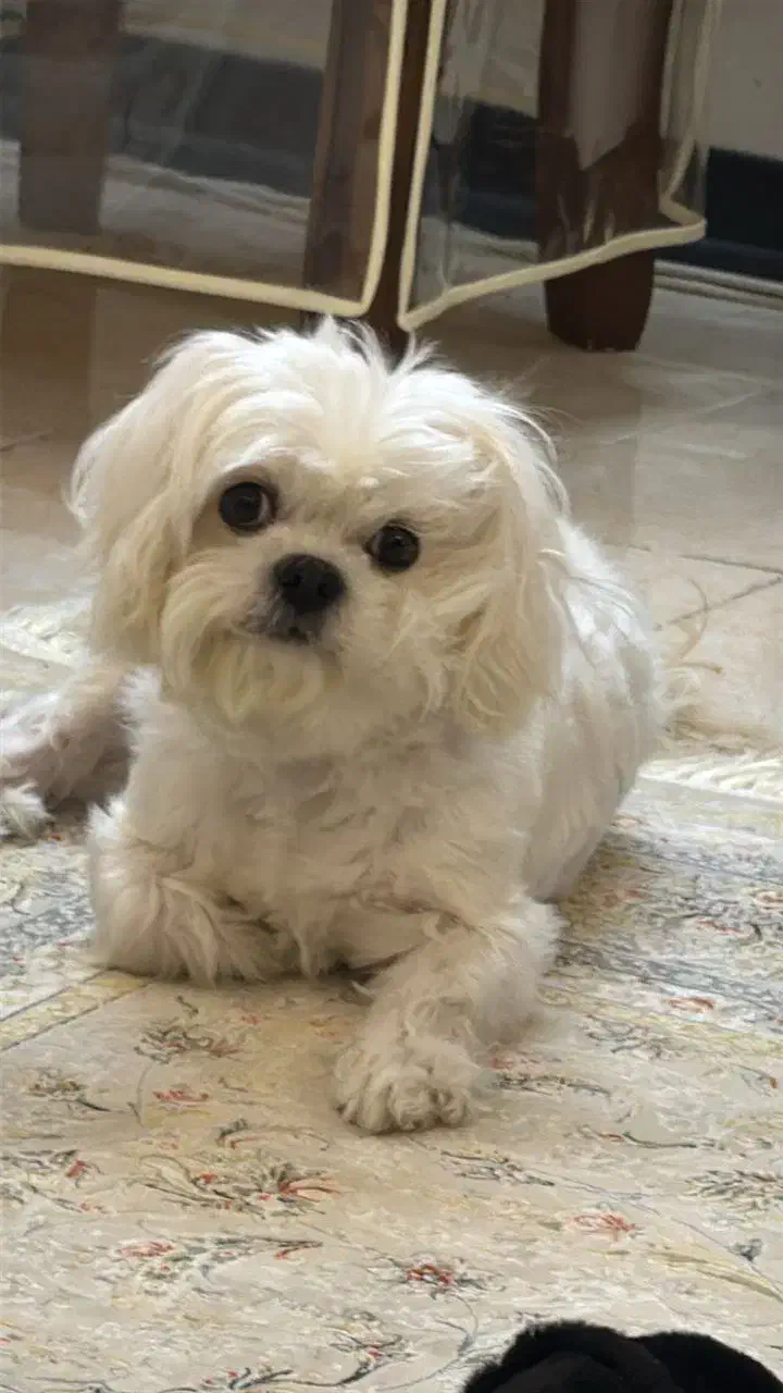 سگ شیتزو مالتیز|سگ|پردیس, فاز ۸|دیوار