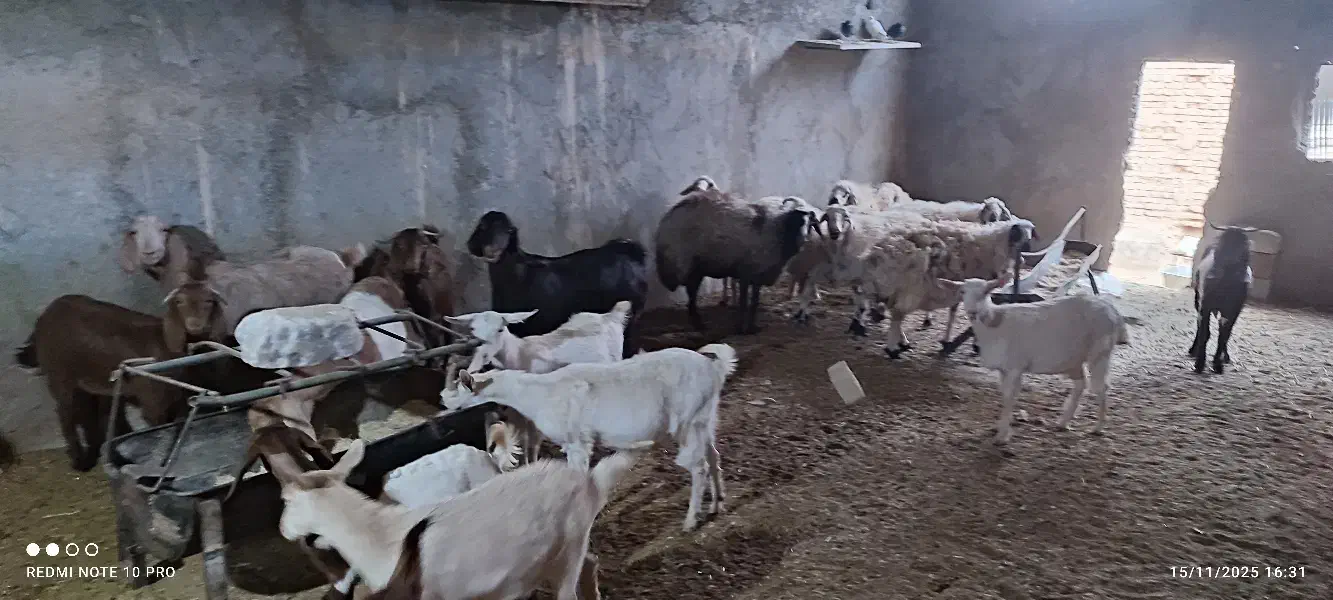 فروش گوسفند|حیوانات مزرعه|مهریز, |دیوار