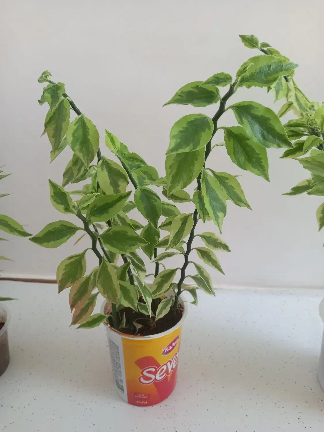 گلهای پدیلانتوس|گل و گیاه طبیعی|کرمانشاه, |دیوار