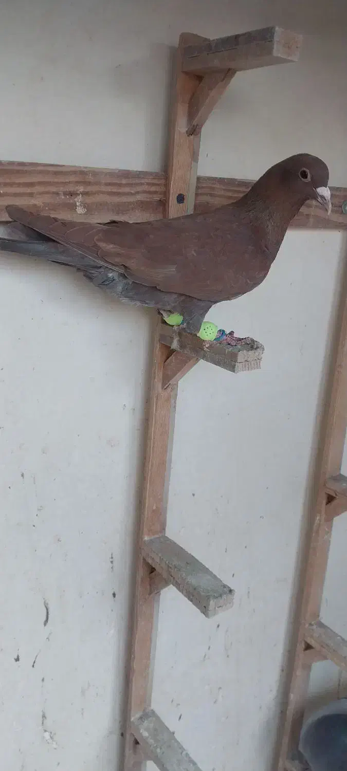 کفتر|پرنده|مشهد, ایثار|دیوار