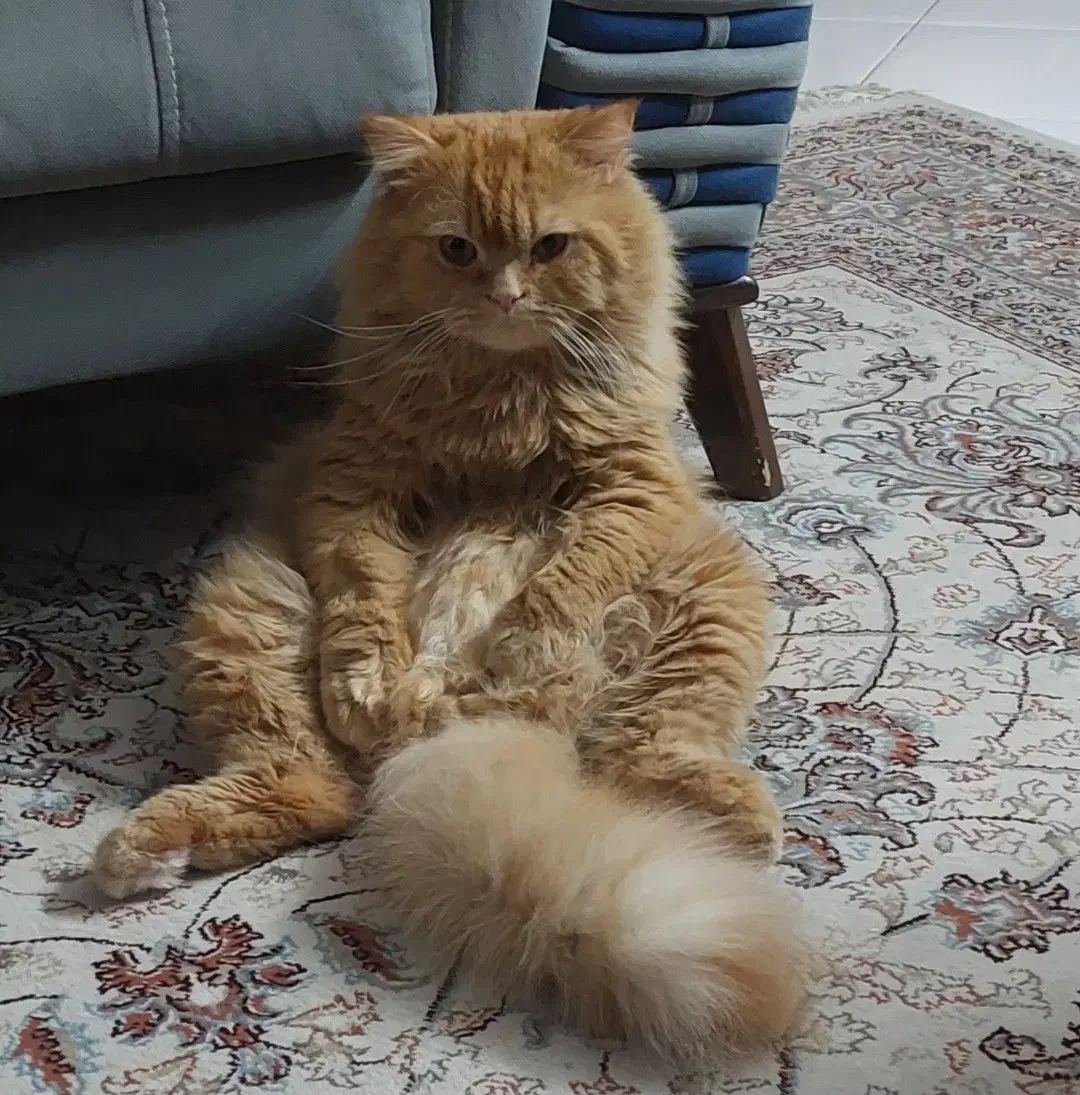 پرشین نر|گربه|مشهد, امیریه|دیوار