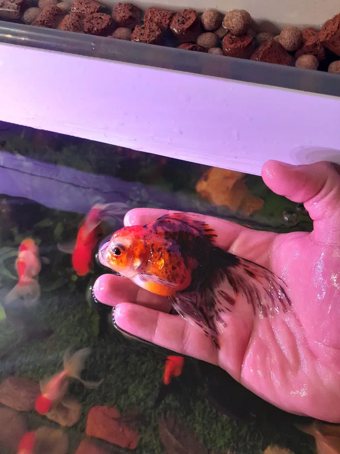 گلدفیشهای گریدبالا|ماهی|اردبیل, |دیوار