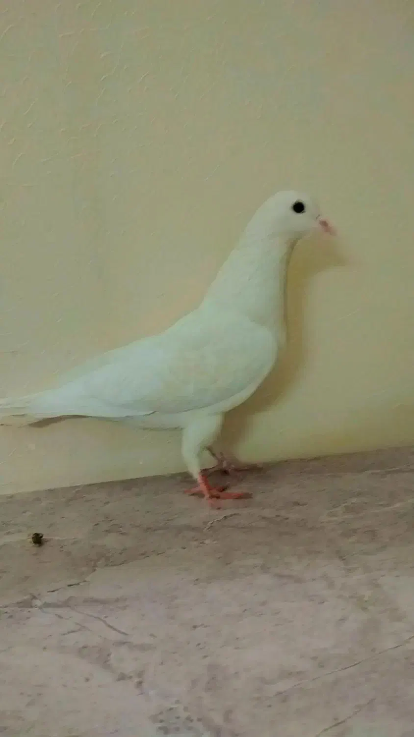 مادع دمگیر|حیوانات|اصفهان, منتظرالمهدی|دیوار