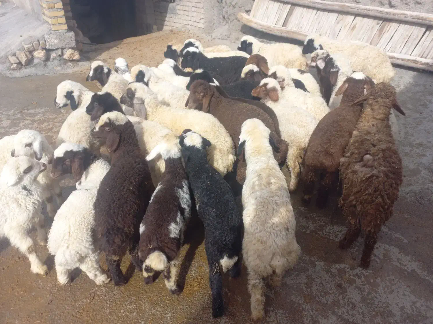 گوسفند میش وبره.|حیوانات مزرعه|زاغه, |دیوار