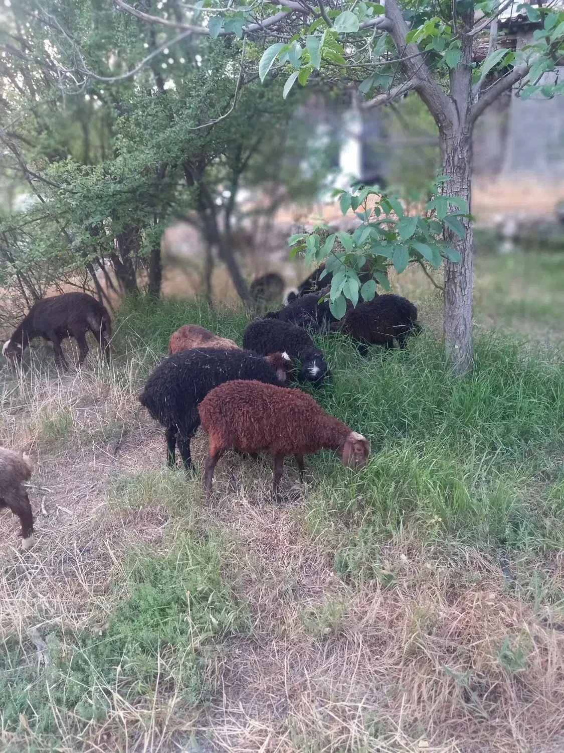 گوسفند وبره|حیوانات مزرعه|رودهن, |دیوار