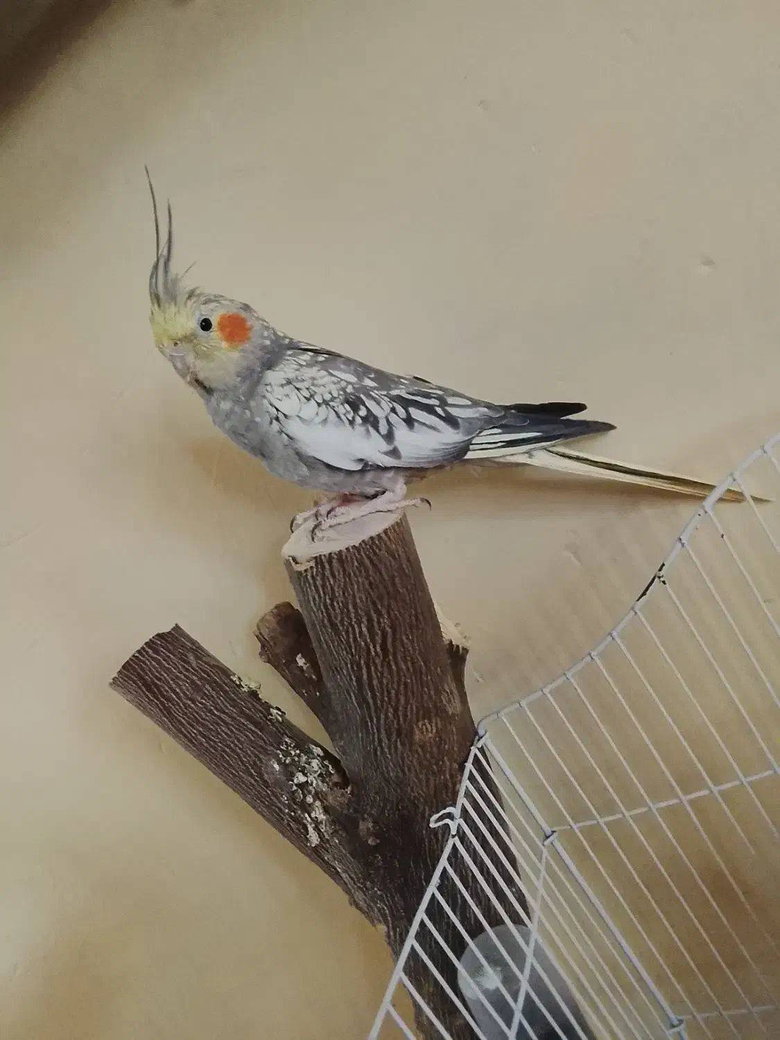 عروس هلندی|پرنده|کوه چنار, |دیوار