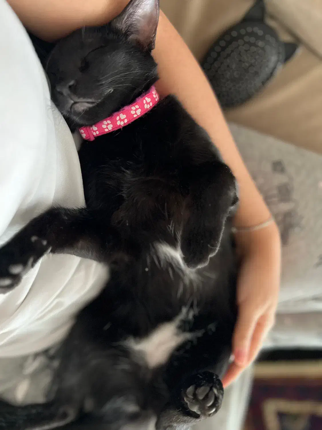 گربه گمشده در محدوده شهیدنوری،اسمعایلی ملاحسنی|گربه|رفسنجان, |دیوار