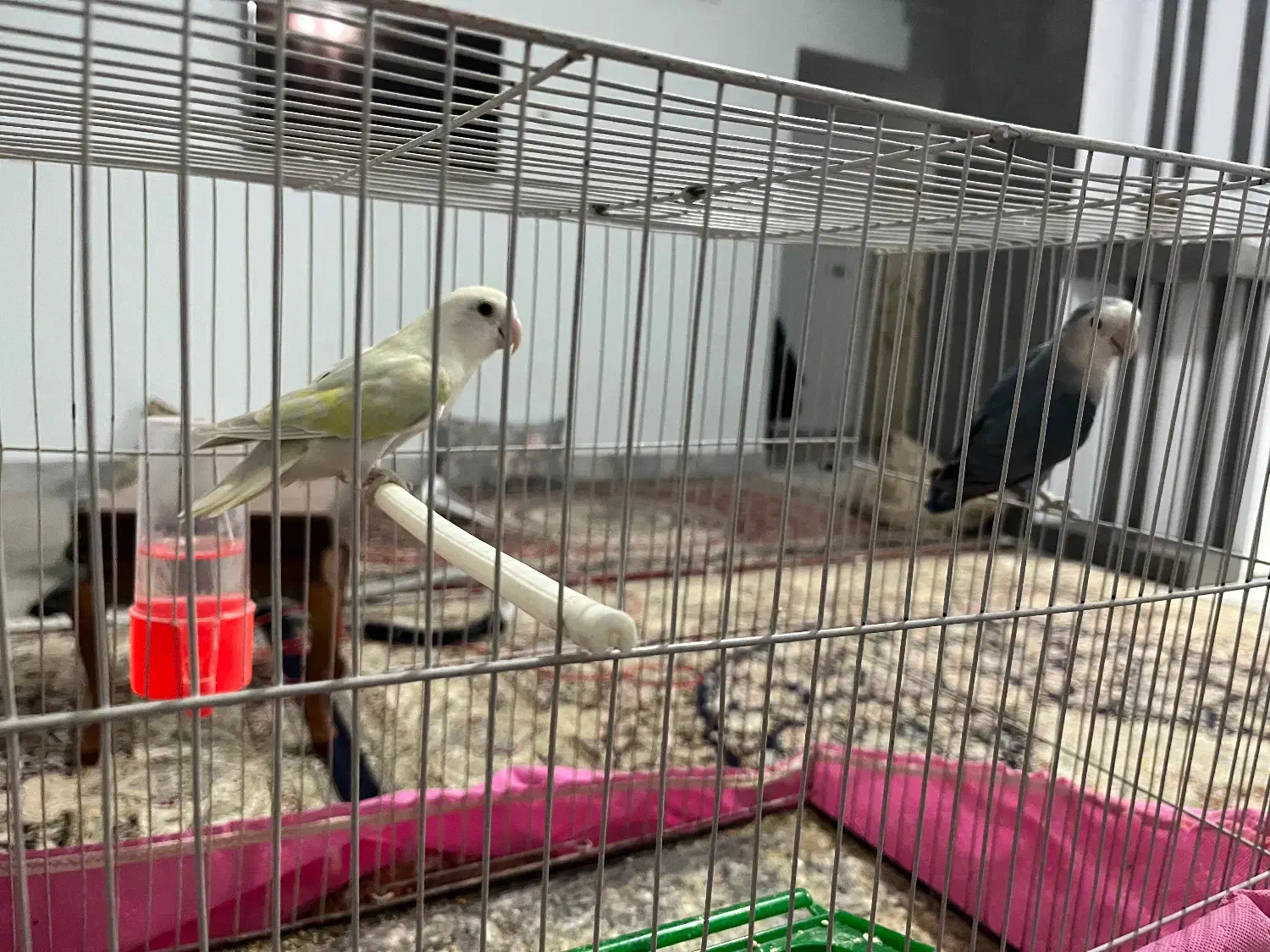 پرنده|پرنده|خواف, |دیوار