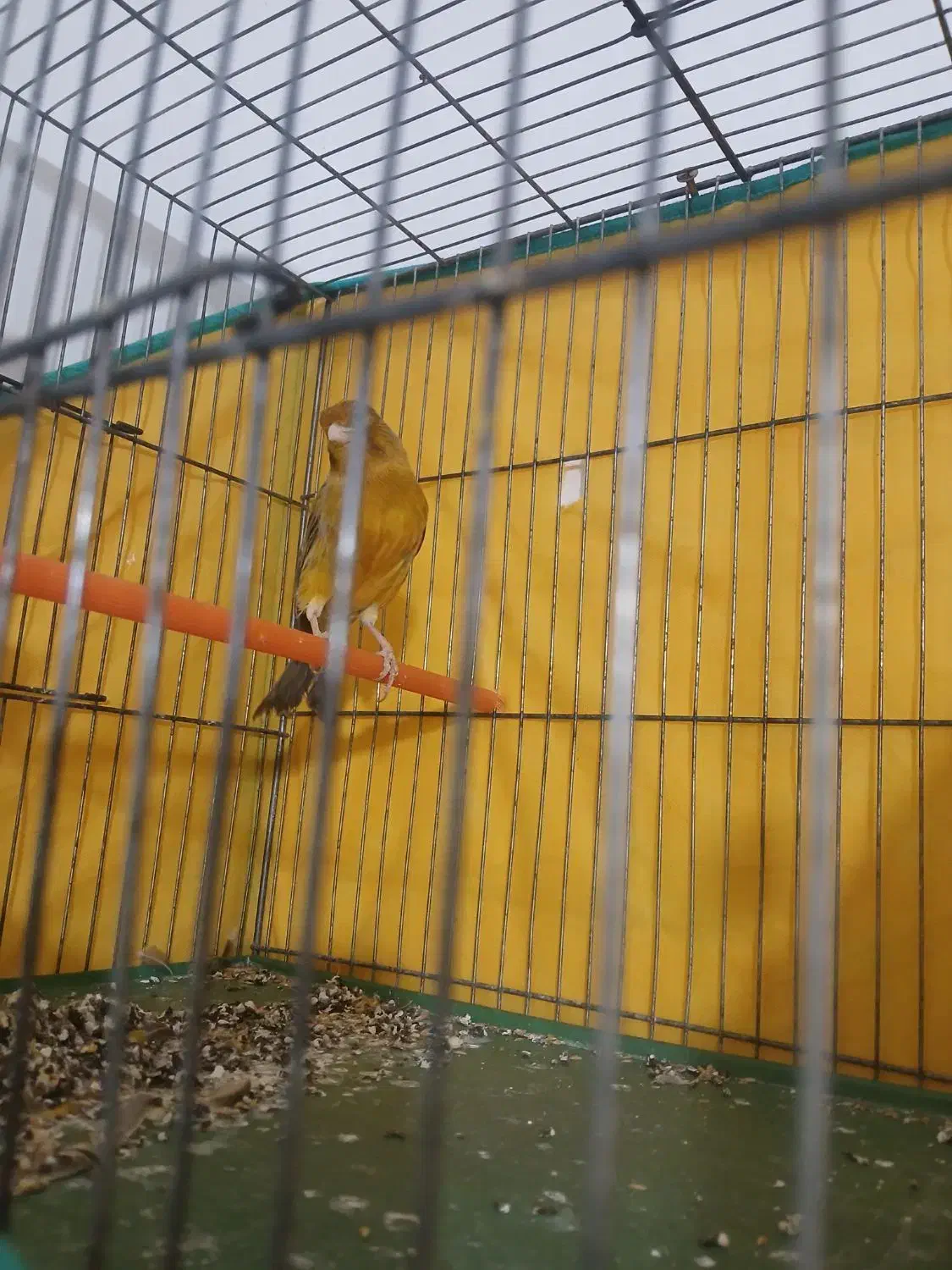 قناری تو سرخ اوپال به شرط جوجه دهی وخواندن بی وقفه|پرنده|قره چای, |دیوار