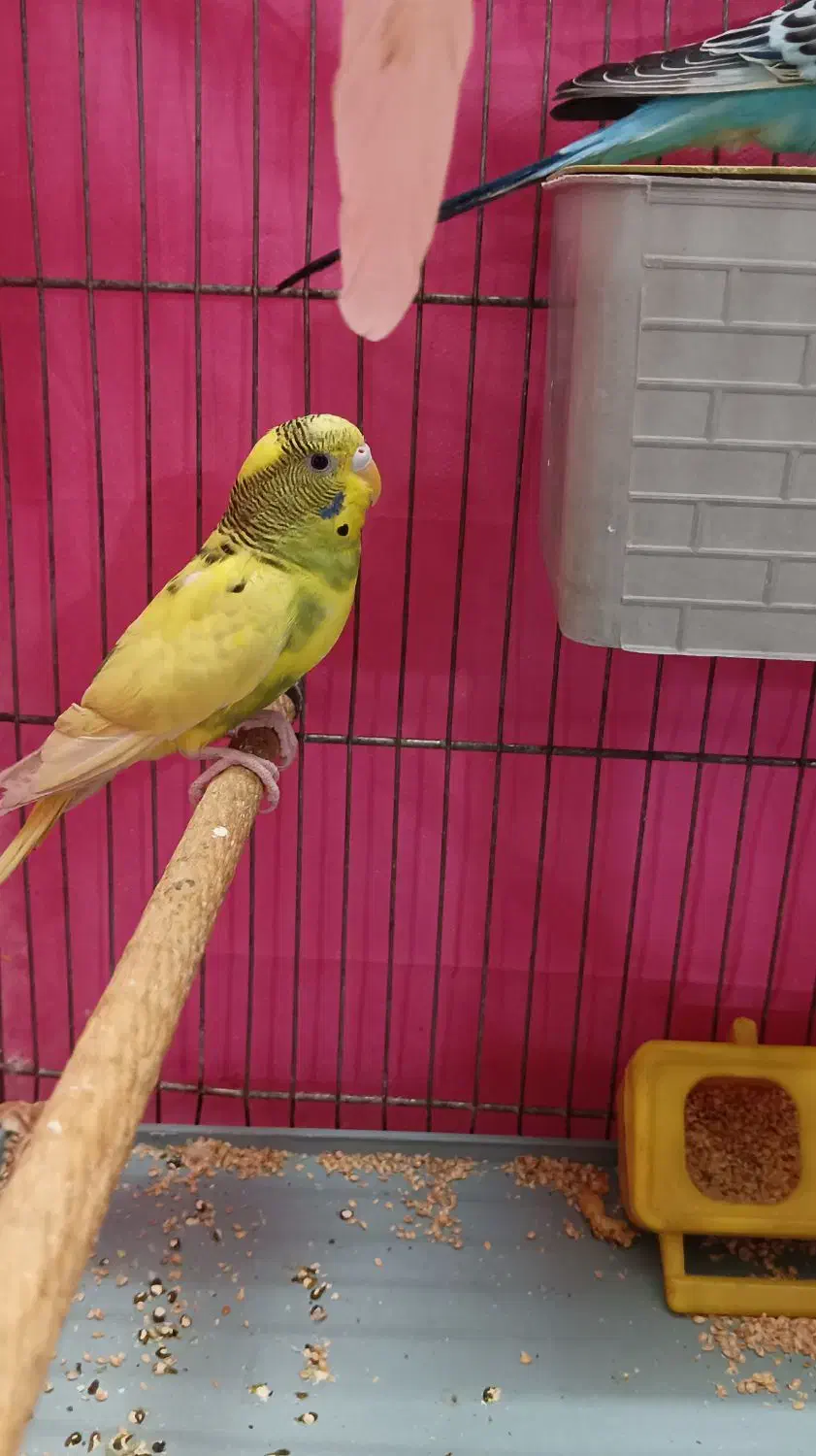 دوعدد مرغ عشق نر وماده|پرنده|قم, حاج خلیل|دیوار