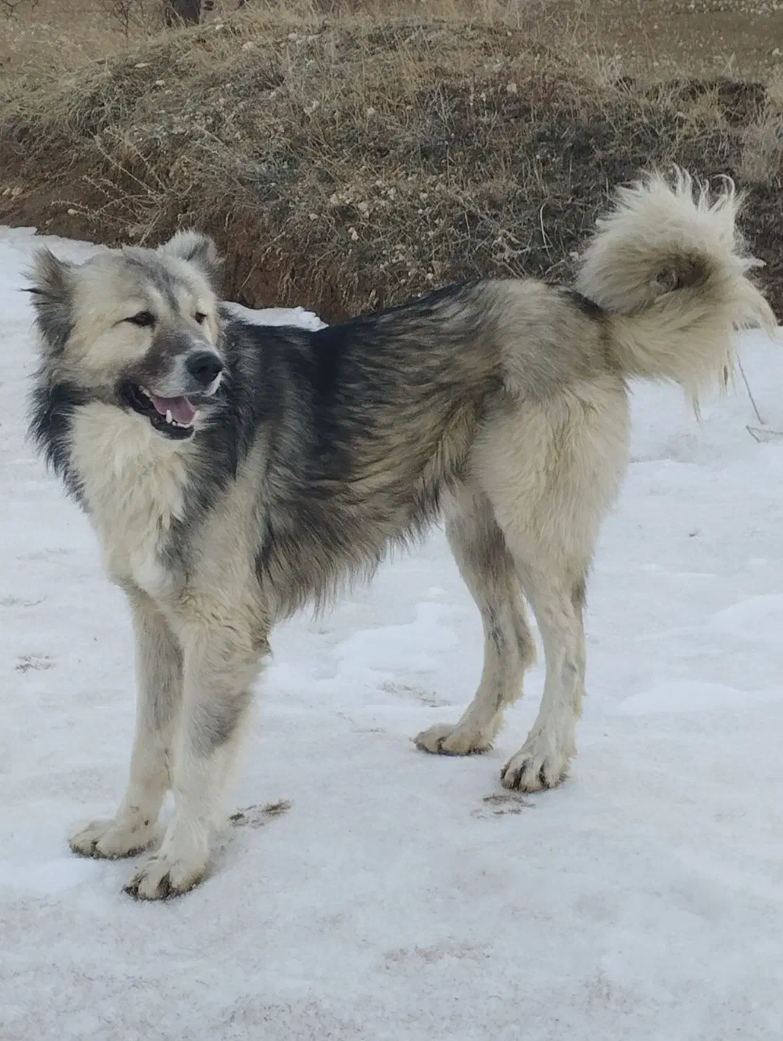 سگ سرابی|سگ|آبگرم, |دیوار