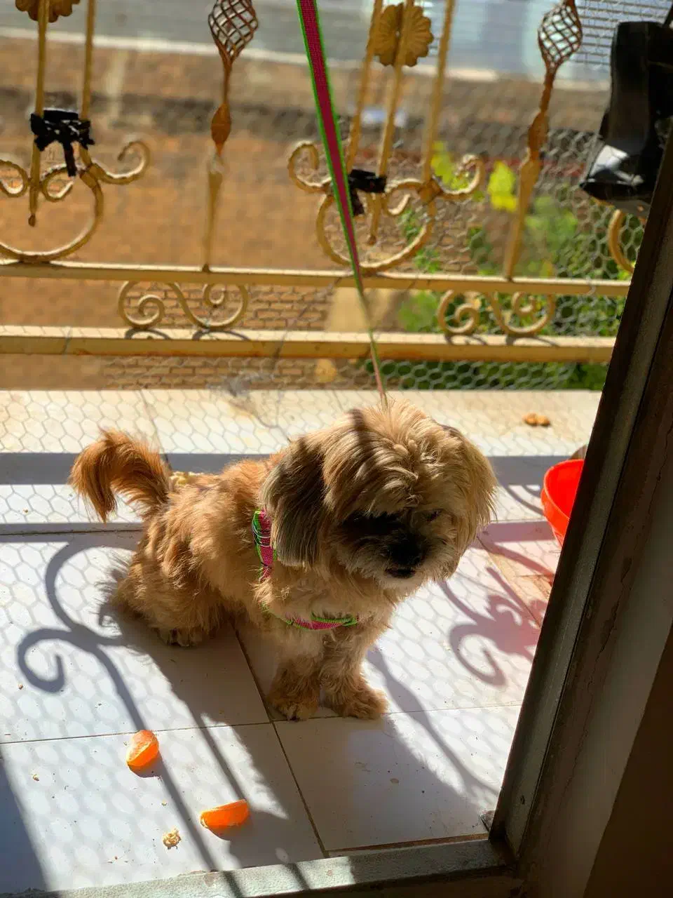 سگ خانگی|سگ|اسلام‌‌آباد غرب, |دیوار