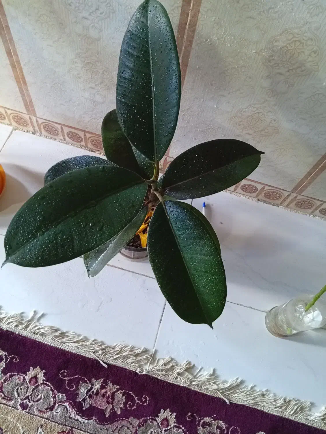 فیکوس بلک|گل و گیاه طبیعی|زابل, |دیوار