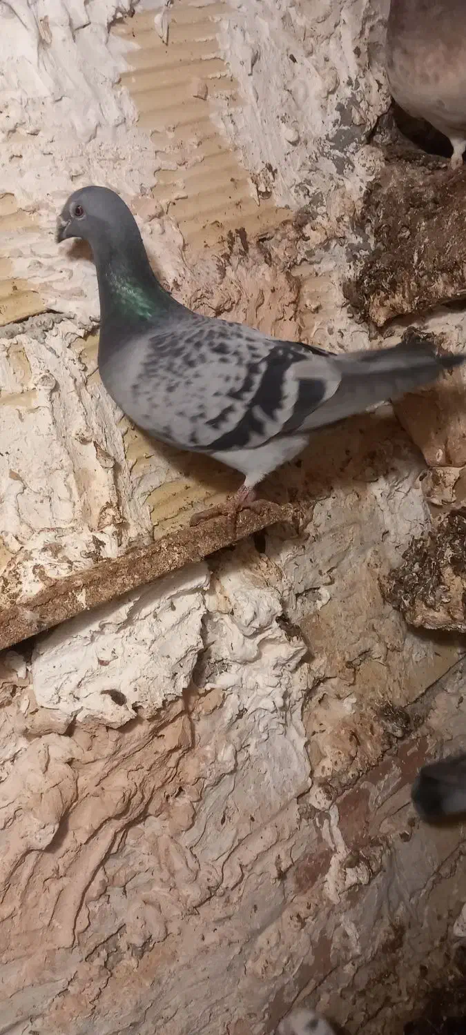 سه عدد سبز|حیوانات|اسفراین, |دیوار