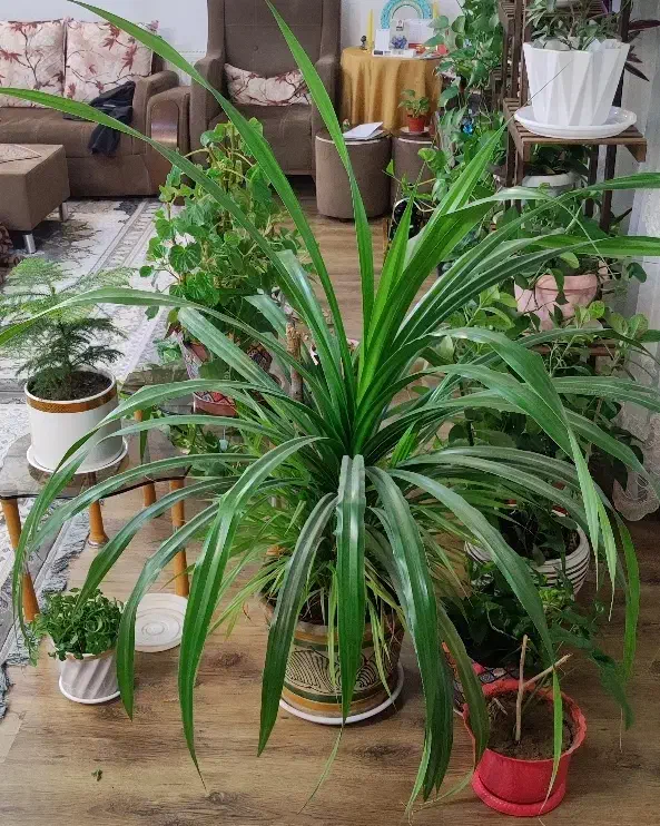 گل پاندانوس بزرگ|گل و گیاه طبیعی|مبارکه, |دیوار