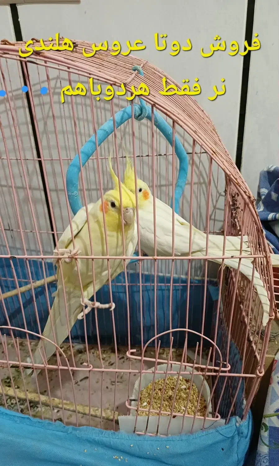 فروش دو عروس هلندی|پرنده|بهشهر, |دیوار