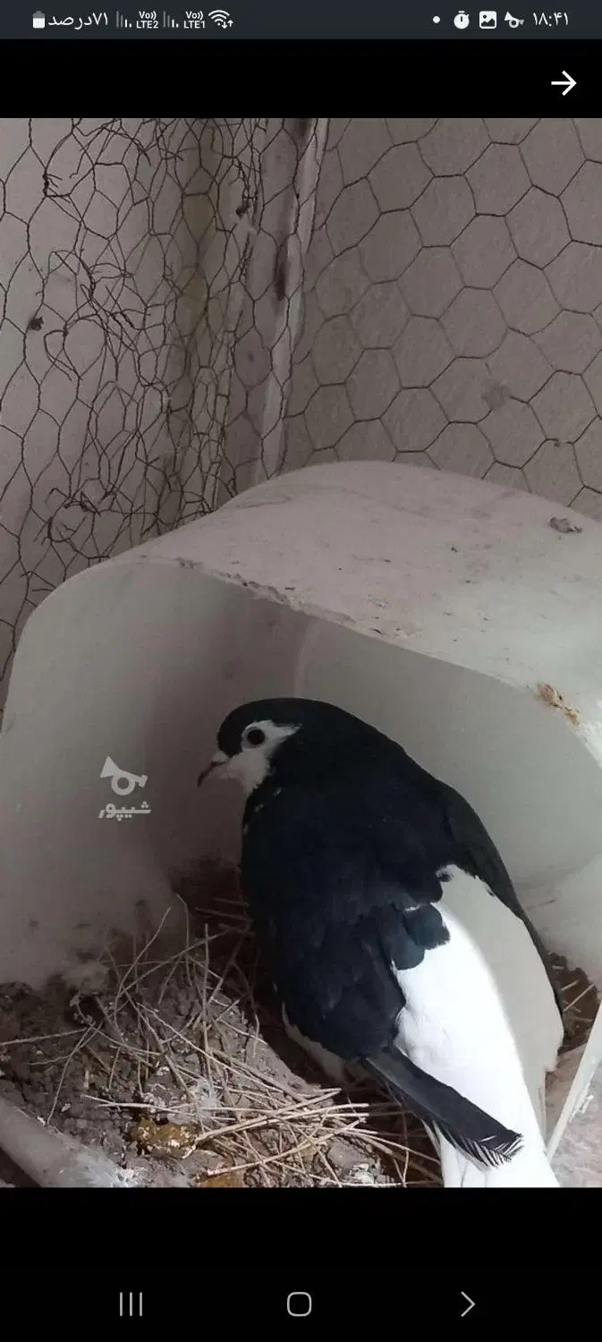 کفتر امری|پرنده|کاشمر, |دیوار