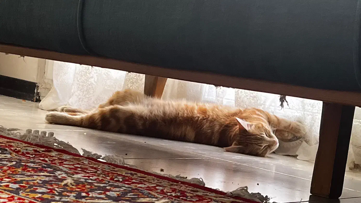 گربه هویجی فوری|گربه|بجنورد, |دیوار