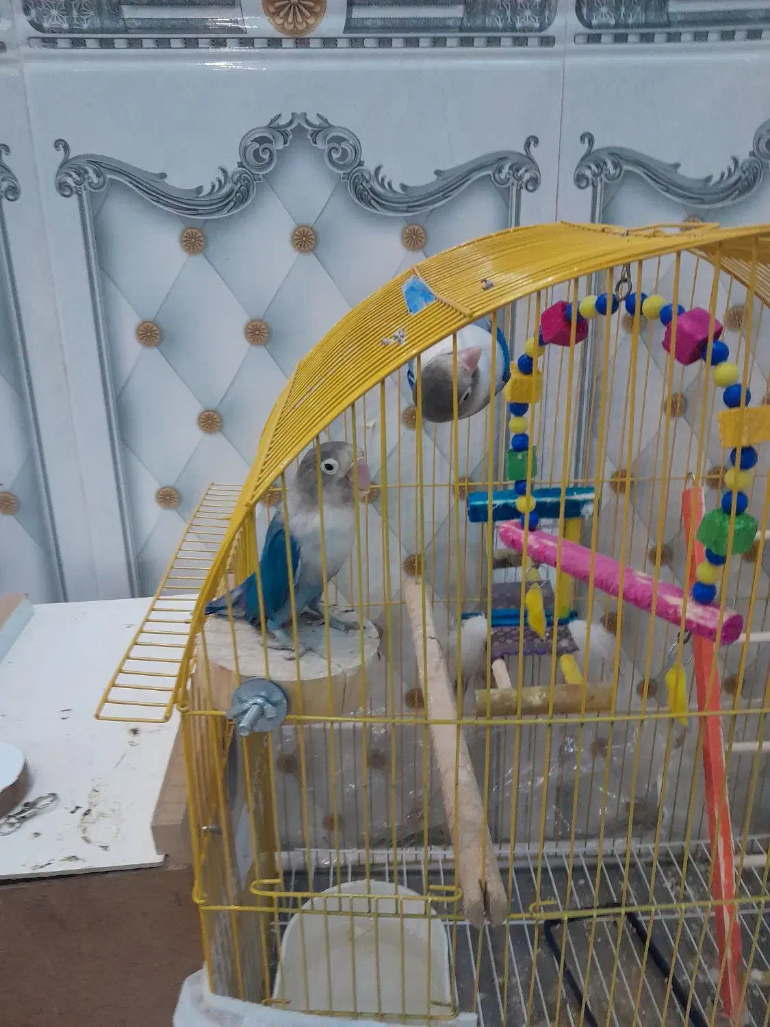 طوطی ابی|پرنده|تبریز, |دیوار