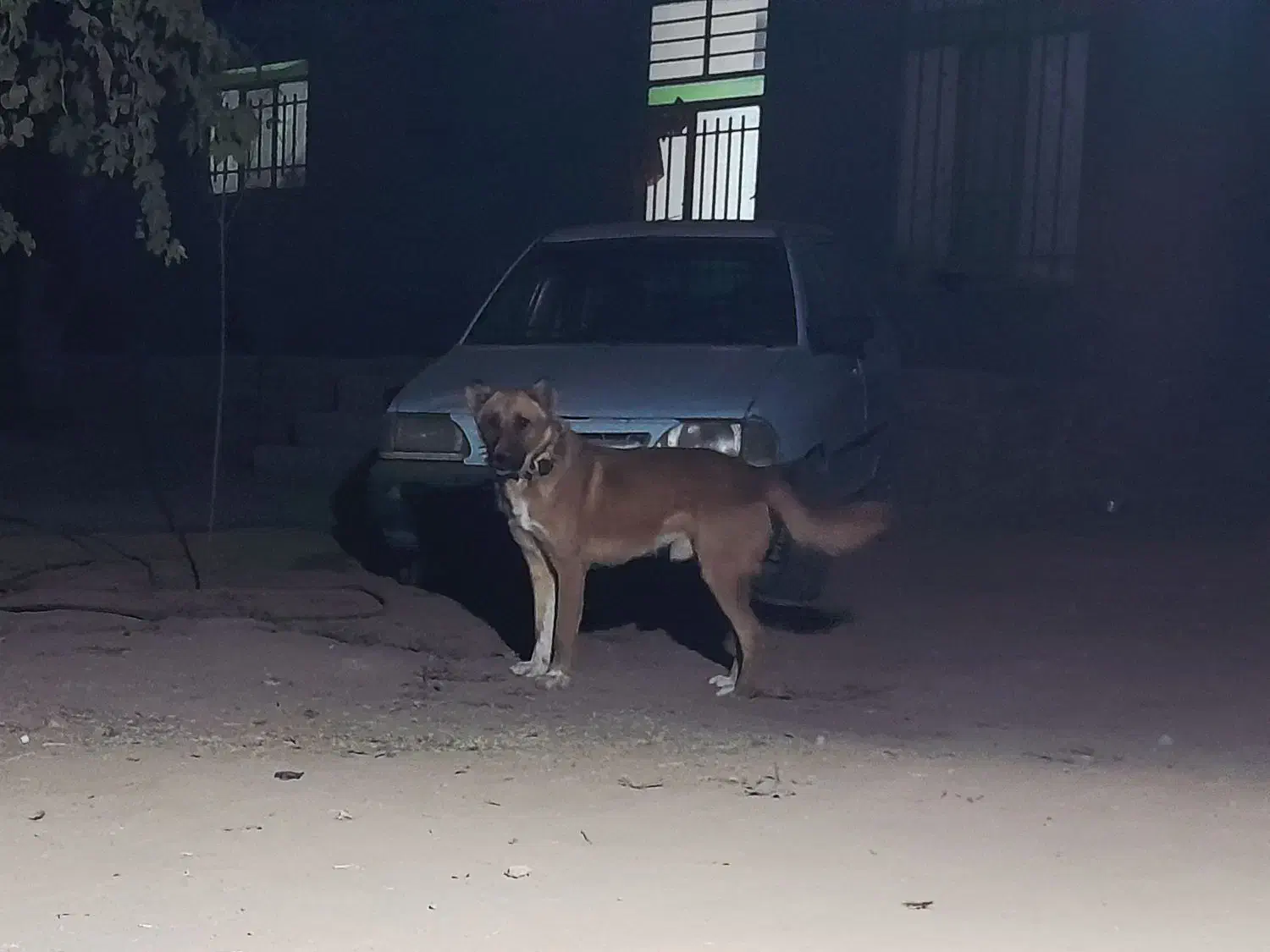 واگزاری سگ نگهبان|سگ|اسفراین, |دیوار