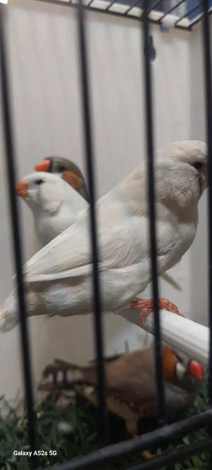 تعدادی فنج انگلیسی واورنج اروپایی|پرنده|خمینیشهر, |دیوار