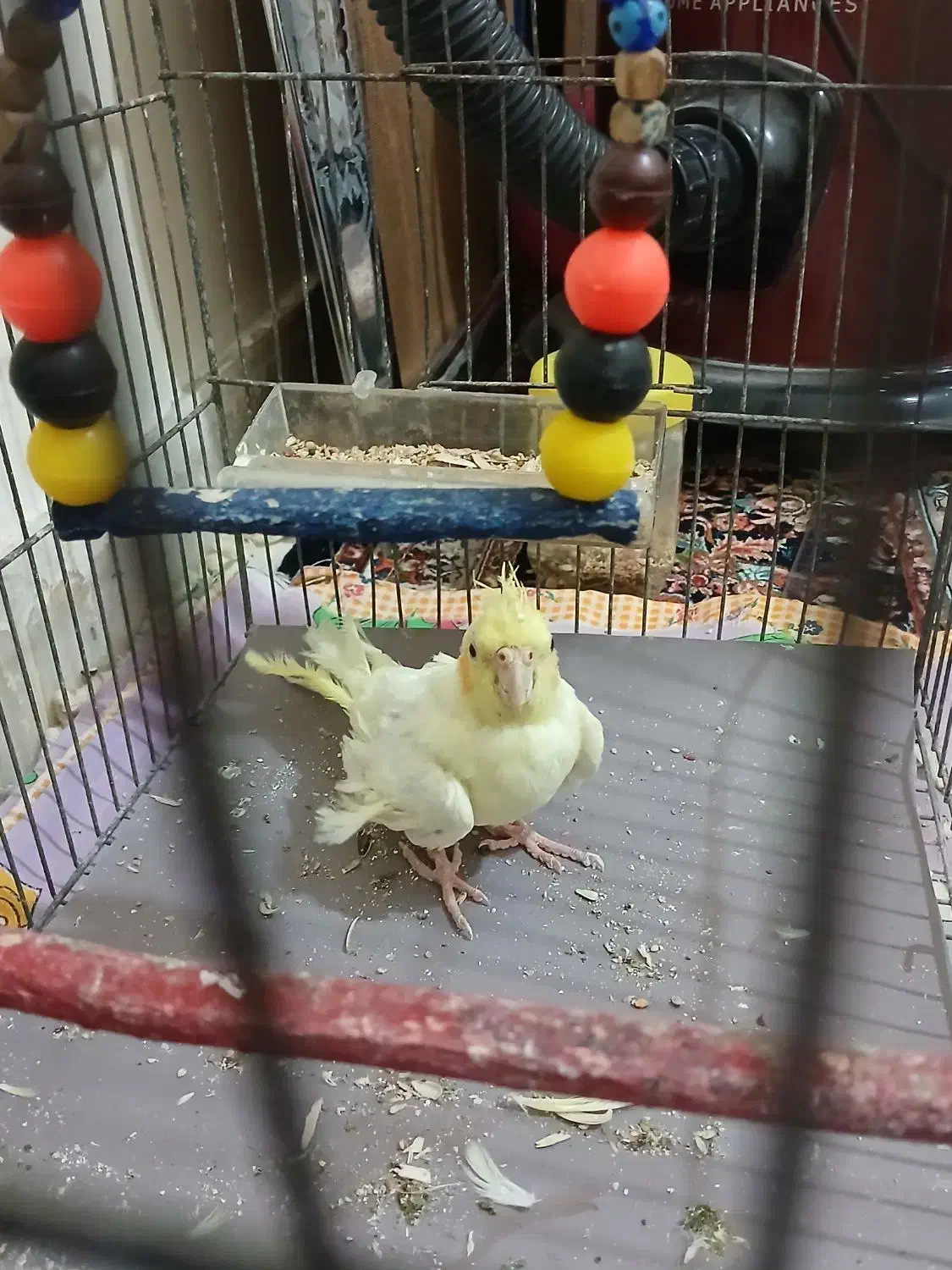 عروس هلندی|پرنده|فرمهین, |دیوار