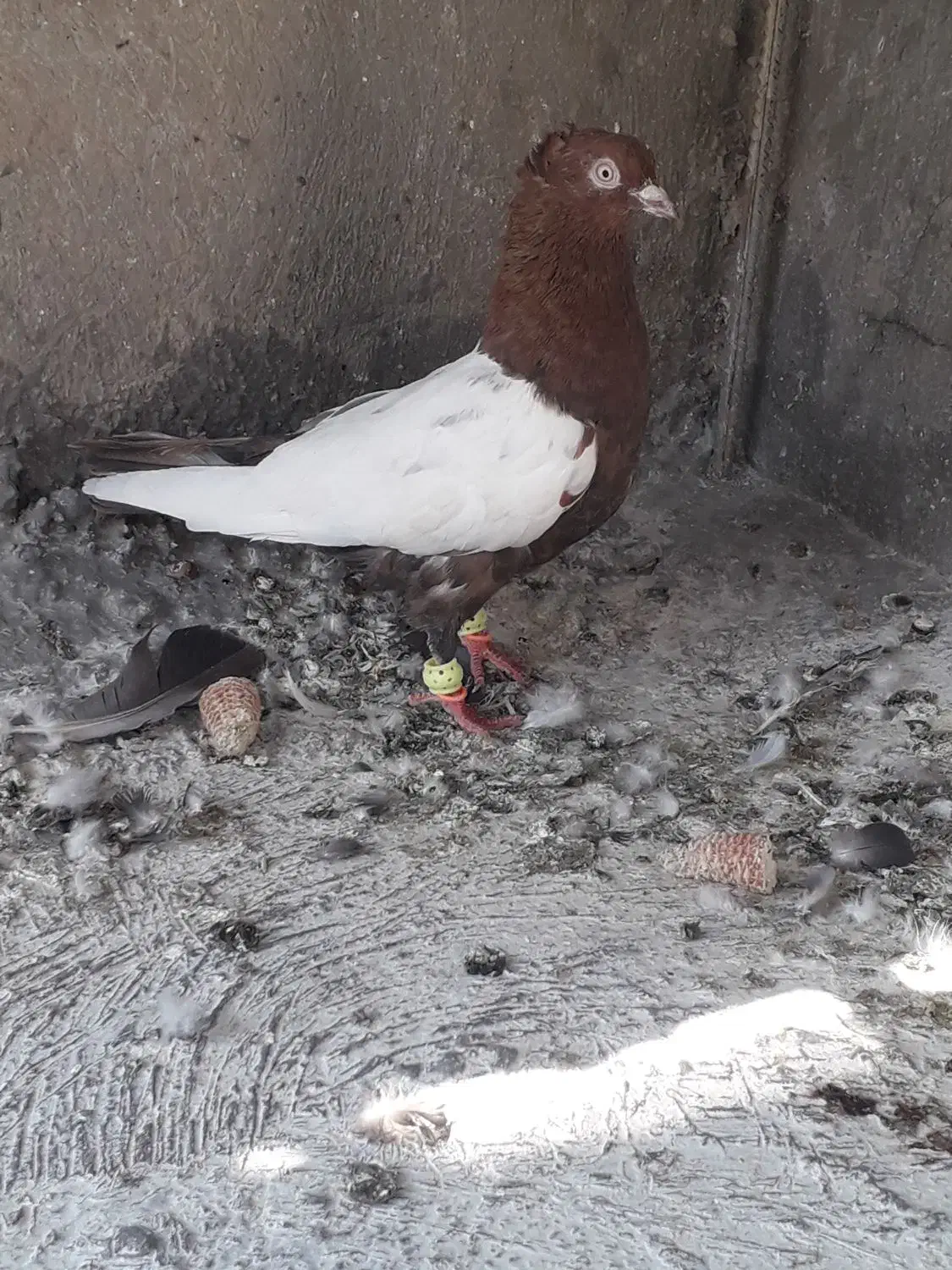 کفتر سینه تافته ای|پرنده|مرودشت, کوشک|دیوار