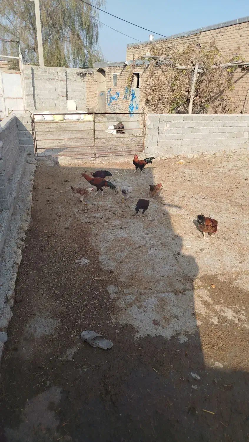 مرغ خروس|حیوانات مزرعه|محمدبار, |دیوار