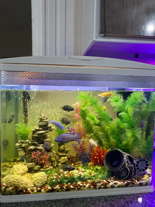 آکواریوم زیبا|ماهی|خرمآباد, |دیوار