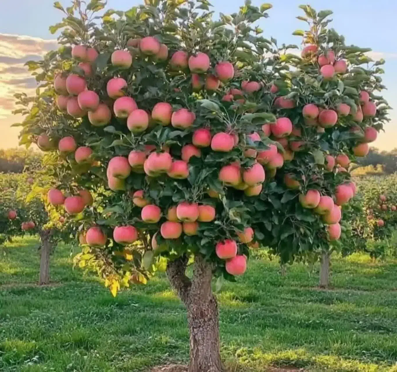 نهالستان نگین تاج|خدمات باغبانی و درختکاری|اشنویه, |دیوار