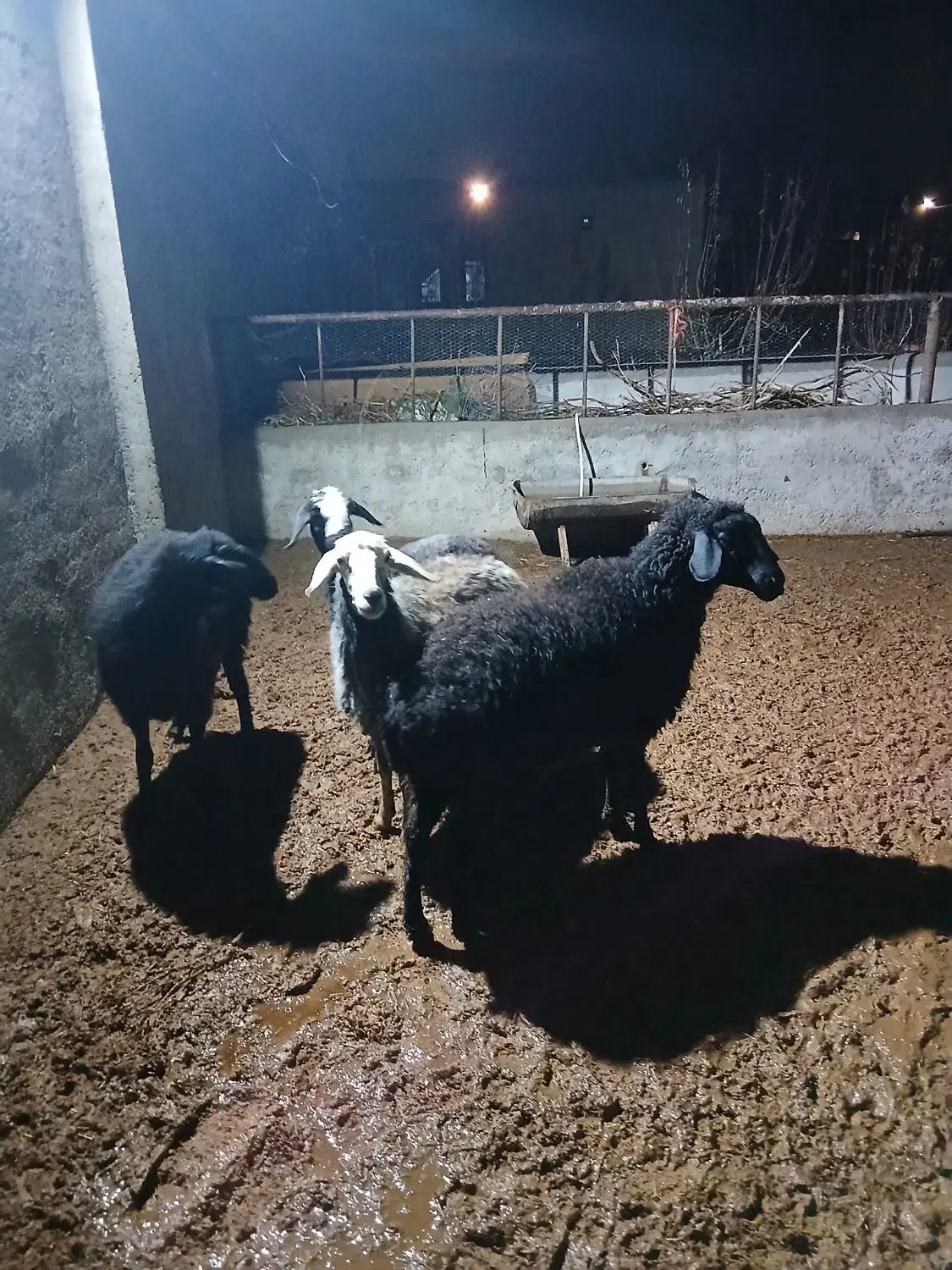 نربز جوان دو راس شیشک جوان|حیوانات مزرعه|ساوه, |دیوار