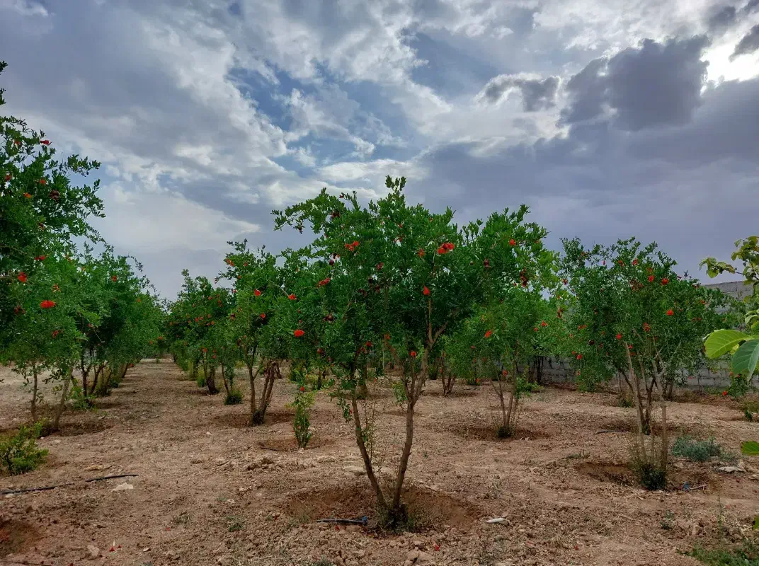 باغ انار ۱۰ ساله مجوز دار در دولت اباد برخوار|فروش زمین و ملک کلنگی|شاهین‌شهر, گرگاب|دیوار
