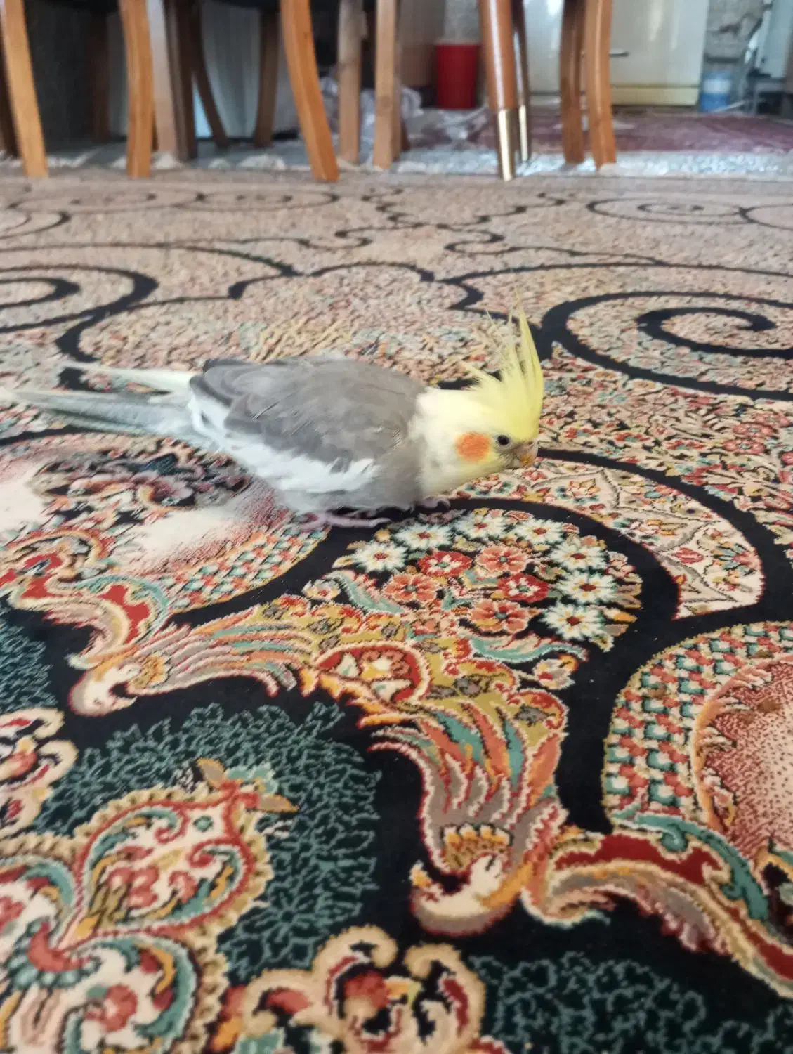 عروس هلندی رام 1500|پرنده|سیرجان, |دیوار