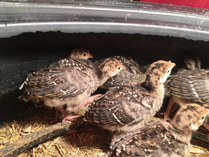 لاری وایام سمانی وجوجه|حیوانات مزرعه|شیراز, وزیرآباد|دیوار