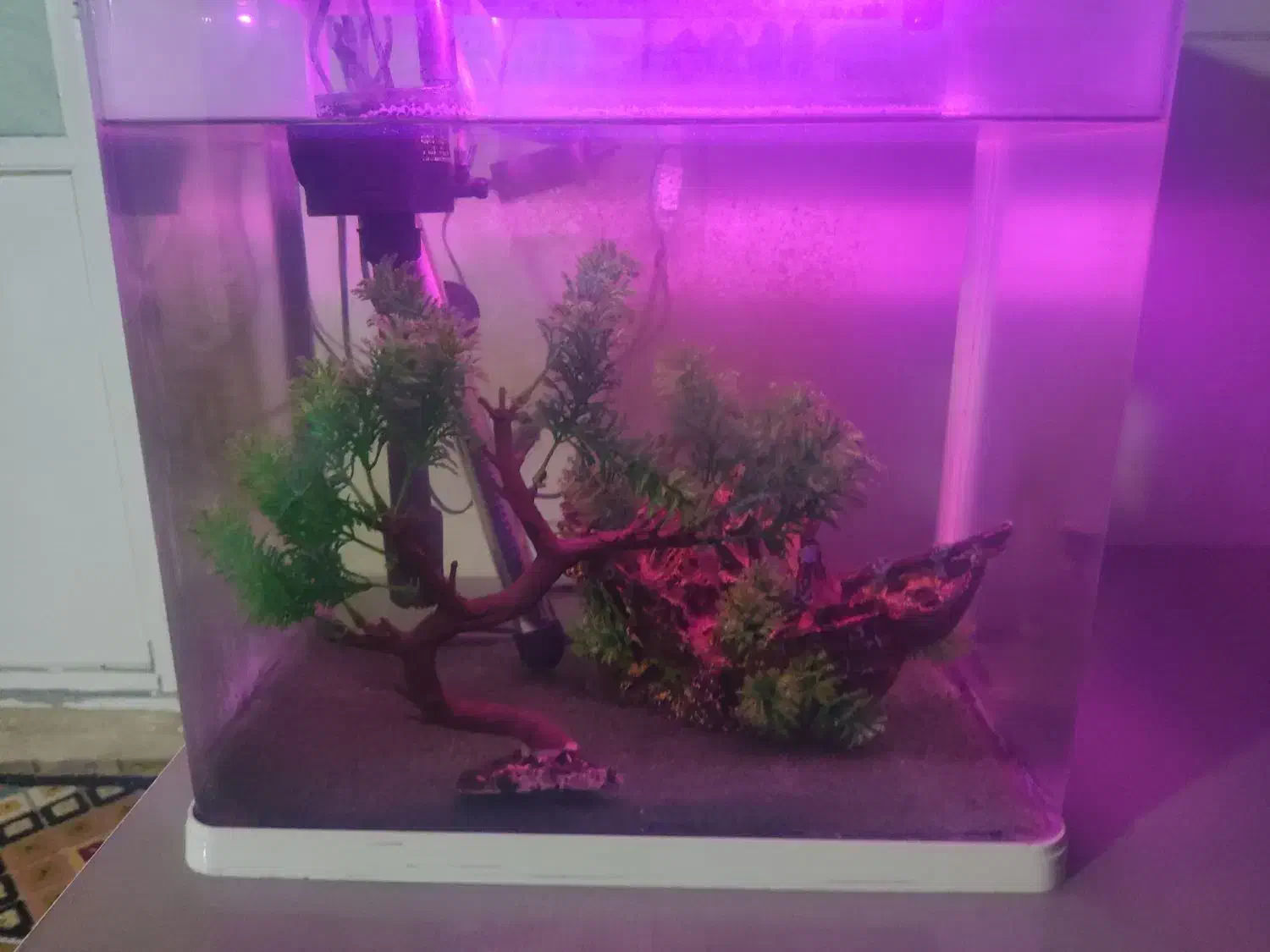 اکواریوم|ماهی|محمدشهر, محمدشهر|دیوار